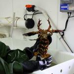 Lobster at the Northumberland Fisheries Museum and Lobster Hatchery in Pictou, Nova Scotia