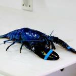 Blue lobster at the Northumberland Fisheries Museum and Lobster Hatchery in Pictou, Nova Scotia-------------------------------------------------------------------------------------