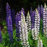 Lupin, most common wildflower in Maritime Provinces (these at Hopewell Rocks Provincial Park)