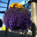 Beautiful hangihg baskets found throughout downtown Anchorage