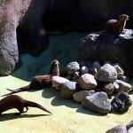 Alaska Zoo