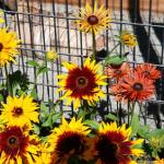 Sunflowers at Alaska Zoo in Anchorage