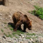 Bear at Alaska Zoo in Anchorage
