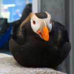 Puffin in Alaska SeaLife Center in Seward