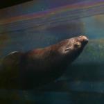 Seal in Alaska SeaLife Center in Seward