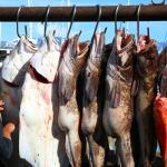 Catch of the day in Seward, mainly halibut and salmon