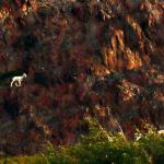 Dall sheep on cliffside near Alaska Railroad tracks