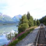 Fireweed along tracks of Alaska Railroad between Anchorage and Seward