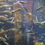 Herring in Alaska SeaLife Center in Seward