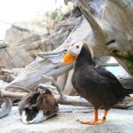 Puffin and other water fowl in Alaska SeaLife Center in Seward