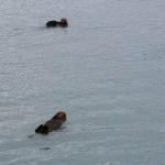 Sea otters playing in Seward small boat harbor