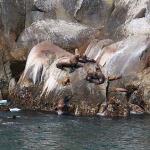 Bull sea lion runs off young male seen diving into water