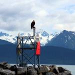 Bald eagle on guard at entrance to Seward harbor