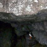 Puffin on rock ledge