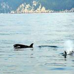 Orcas