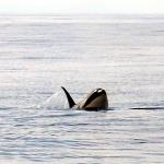 Orca surfaces