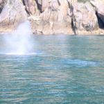 Humpbacks