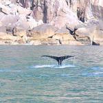 Humpback