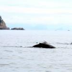Humpbacks