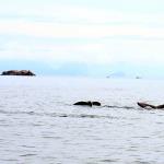 Humpbacks
