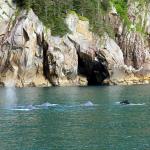 Humpbacks