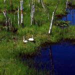 Swans