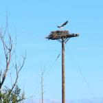 Osprey nest