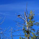 Osprey surveys area near her nest