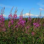 Denali as viewed through fireweed  on Talkeetna Alaskan Lodge grounds