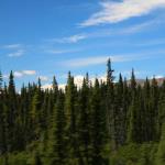 Denali peeps over treetops along rail line