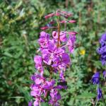 Fireweed and bluebells in Denali National Park