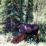 Moose in Denali National Park