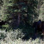 Moose and calf in Denali National Park