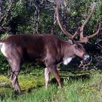 Bull caribou gives us the evil eye