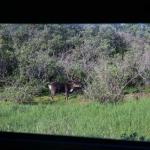 Caribou in Denali National Park