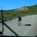 Caribou on the move down the road in Denali National Park