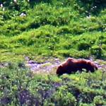 Grizzly bear in Denali National Park