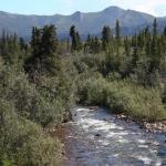 Creek in Denali National Park