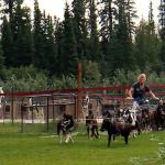 Susan Butcher's daughter demonstrating sled dogs used in Iditerod and Yukon races