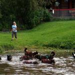 Sled dogs cool off in Chena River after demonstration