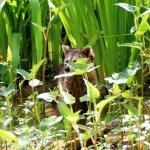 Raccoon at Honey Island swamp