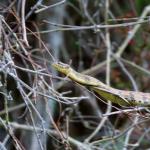 Mississippi green water snake in tree at water's edge