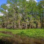 Bayou off Pearl River near Slidell, Louisiana