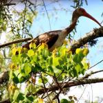White face ibis in Honey Island swamp