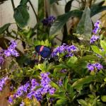 Insectarium, New Orleans, April 1, 2015