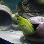 Aquarium of the Americas, New Orleans, April 1, 205