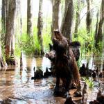 Wild hogs gathering in swamp