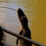 Alligator eating a hot dog on a stick