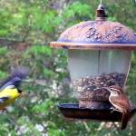 Carolina wren greets incoming American goldfinch