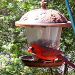 Northern cardinal